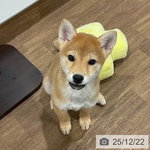 埼玉県の柴犬(標準サイズ) (ペッツワン 吉川美南店/2025年9月25日生まれ/男の子/赤)の子犬の3枚目の画像