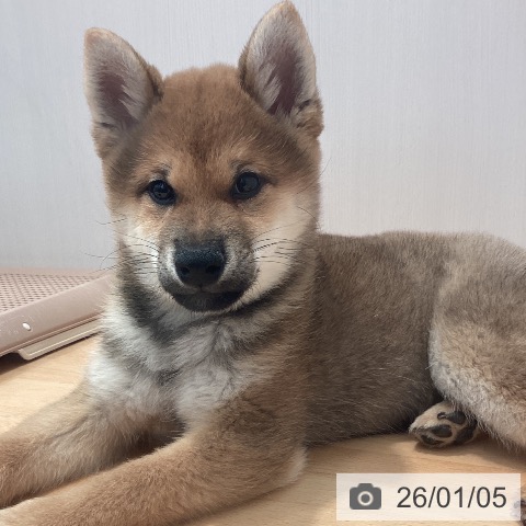 神奈川県の柴犬(標準サイズ) (ペットプラス 海老名店/2025年9月25日生まれ/男の子/赤)の子犬の3枚目の画像