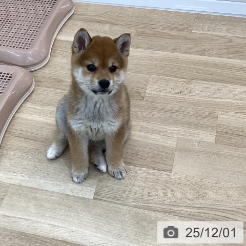 群馬県の柴犬(標準サイズ) (ペットプラス 前橋店/2025年9月25日生まれ/女の子/赤)の子犬の3枚目の画像