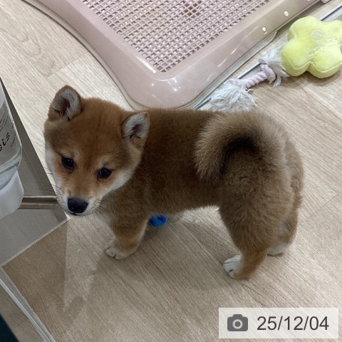 宮城県の柴犬(標準サイズ) (ペットプラス 仙台上杉店/2025年9月25日生まれ/女の子/赤)の子犬の3枚目の画像