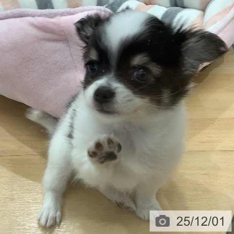 埼玉県のチワワ(ロング) (ペットプラス 羽生店/2025年9月25日生まれ/女の子/ホワイトブラックタン)の子犬の4枚目の画像