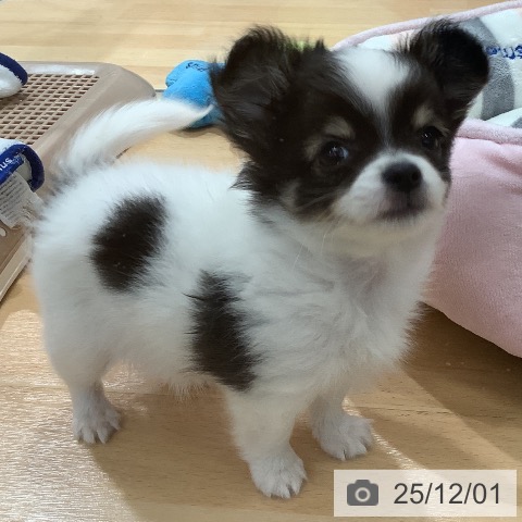 埼玉県のチワワ(ロング) (ペットプラス 羽生店/2025年9月25日生まれ/女の子/ホワイトブラックタン)の子犬の3枚目の画像