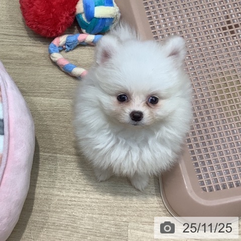 ポメラニアンの写真