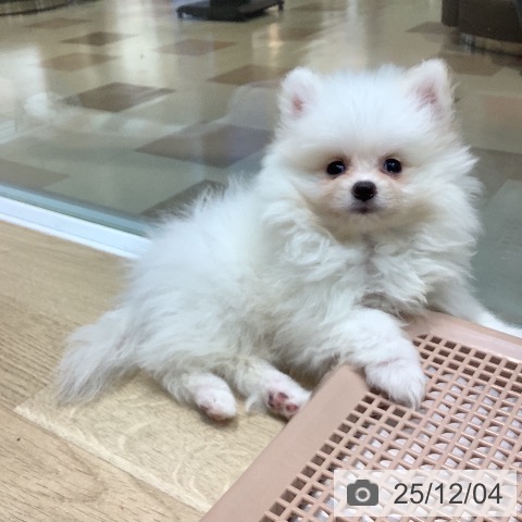 埼玉県のポメラニアン (ペットプラス ららぽーと新三郷店/2025年9月21日生まれ/男の子/ホワイトクリーム)の子犬の3枚目の画像