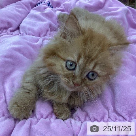 マンチカンの写真