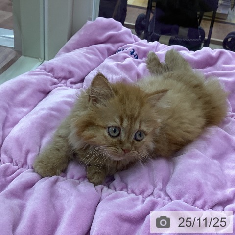 マンチカンの写真