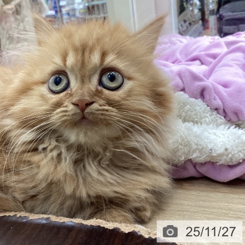 山梨県のマンチカン (ペットプラス 甲府国母店/2025年9月20日生まれ/女の子/レッドタビー)の子猫の4枚目の画像