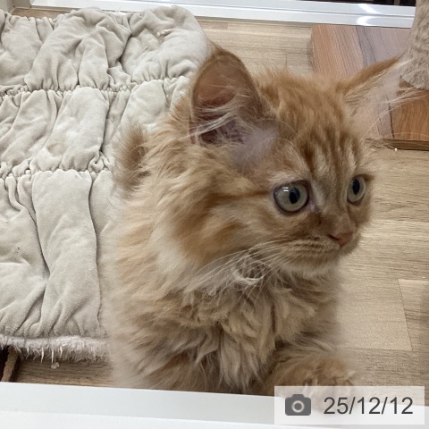 山梨県のマンチカン (ペットプラス 甲府国母店/2025年9月20日生まれ/女の子/レッドタビー)の子猫の3枚目の画像