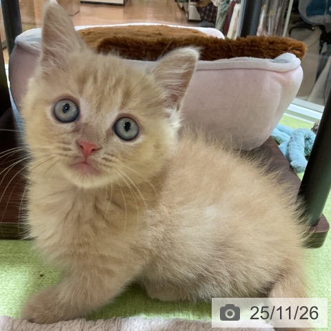 神奈川県のマンチカン (ペットプラス テラスモール湘南店/2025年9月25日生まれ/男の子/クリームタビー)の子猫の4枚目の画像