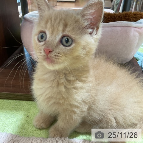神奈川県のマンチカン (ペットプラス テラスモール湘南店/2025年9月25日生まれ/男の子/クリームタビー)の子猫の3枚目の画像