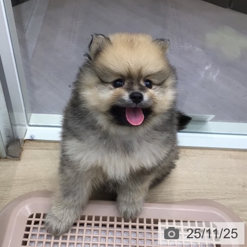 ポメラニアンの写真