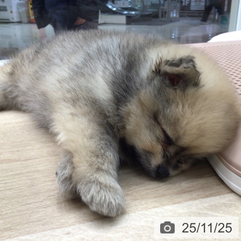 ポメラニアンの写真