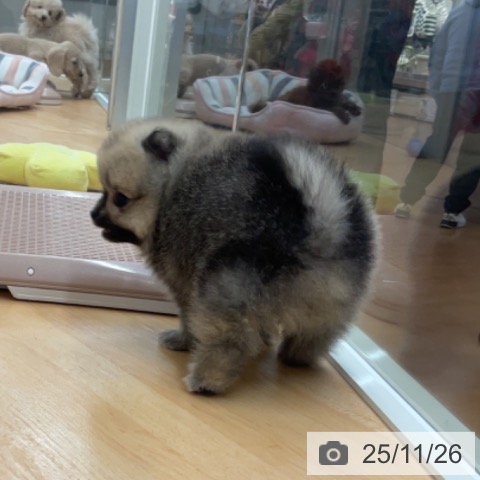 ポメラニアンの写真