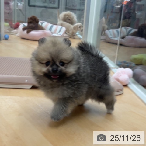 ポメラニアンの写真