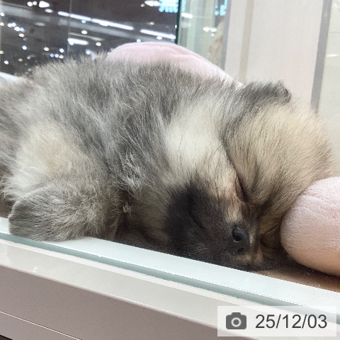 埼玉県のポメラニアン (ペットプラス 浦和美園店/2025年9月19日生まれ/女の子/オレンジセーブル)の子犬の4枚目の画像