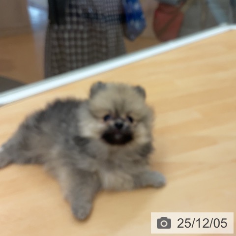 埼玉県のポメラニアン (ペットプラス 浦和美園店/2025年9月19日生まれ/女の子/オレンジセーブル)の子犬の3枚目の画像