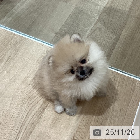ポメラニアンの写真