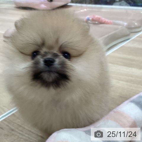 ポメラニアンの写真