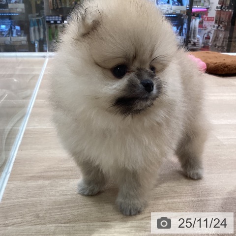 ポメラニアンの写真