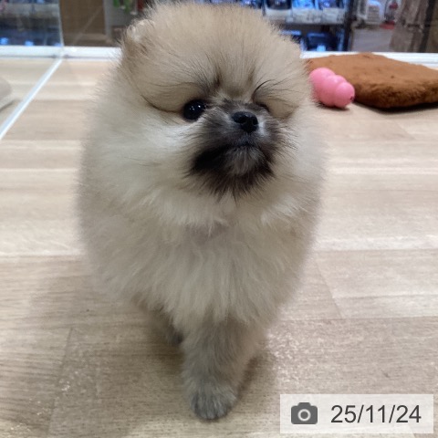 ポメラニアンの写真