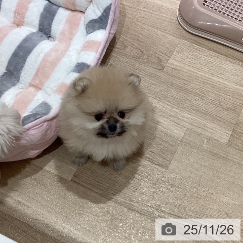 ポメラニアンの写真