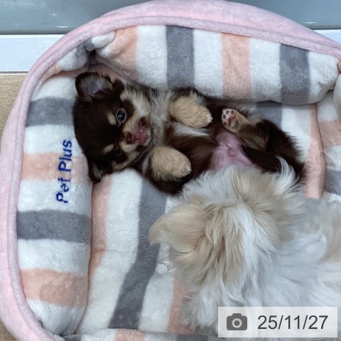 東京都のチワワ(ロング) (ペットプラス むさし村山店/2025年9月21日生まれ/男の子/チョコレートタンホワイト)の子犬の4枚目の画像