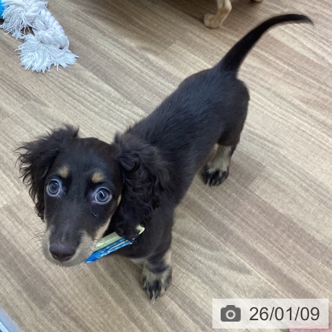 東京都のカニンヘンダックスフンド(ロング) (ペッツワン 青梅インター店/2025年9月21日生まれ/男の子/チョコレートタン)の子犬の4枚目の画像