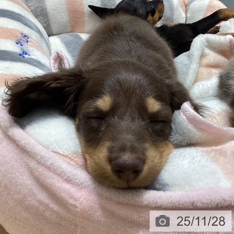 長野県のカニンヘンダックスフンド(ロング) (ペットプラス 須坂店/2025年9月21日生まれ/男の子/チョコレートタン)の子犬の3枚目の画像