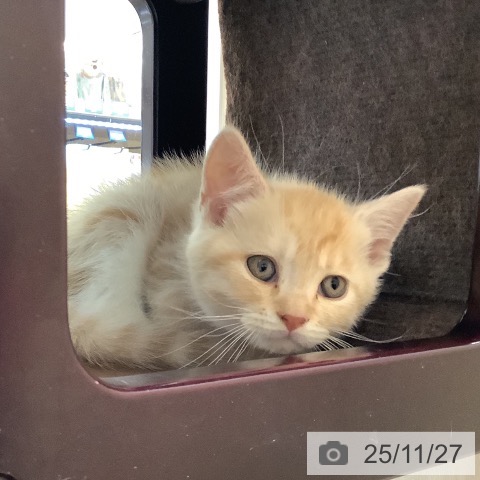 マンチカンの写真