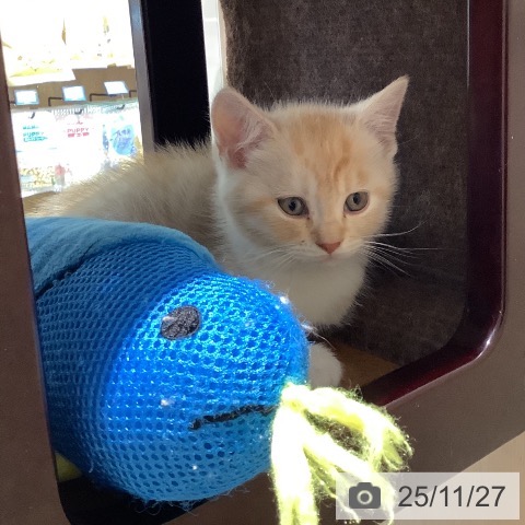 マンチカンの写真