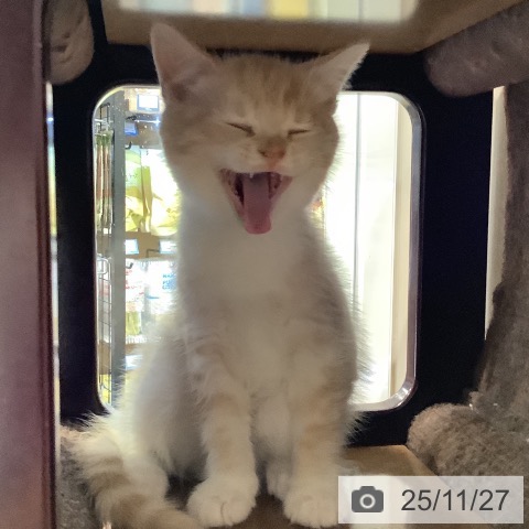 マンチカンの写真