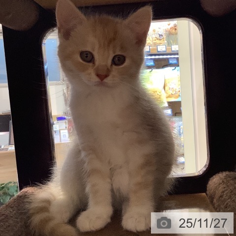 マンチカンの写真