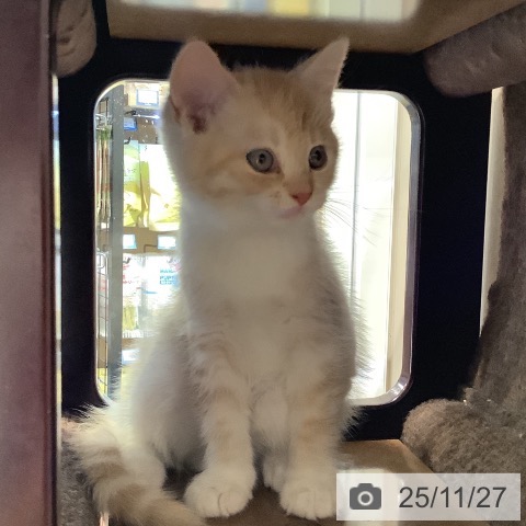 マンチカンの写真