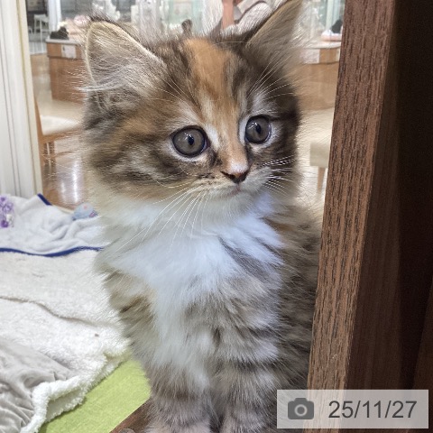 マンチカンの写真