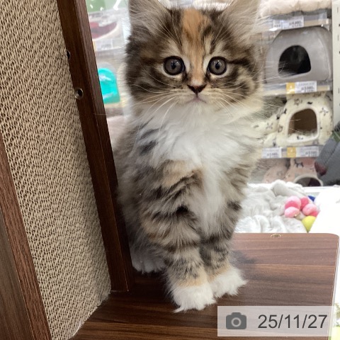 マンチカンの写真