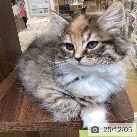 埼玉県のマンチカン (ペットプラス 羽生店/2025年9月25日生まれ/女の子/ブラウンパッチドタビーホワイト)の子猫の3枚目の画像