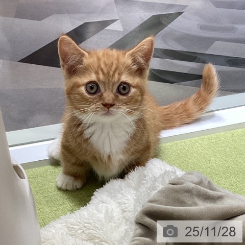 マンチカンの写真