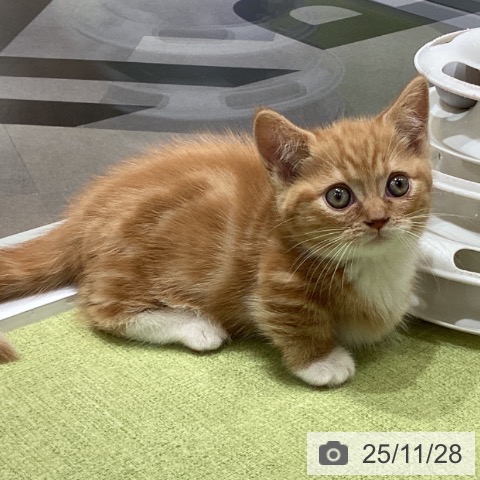 マンチカンの写真