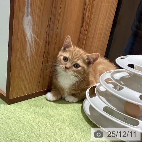 埼玉県のマンチカン (ペットプラス 川口店/2025年9月25日生まれ/男の子/レッドタビーホワイト)の子猫の4枚目の画像