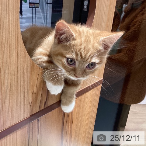 埼玉県のマンチカン (ペットプラス 川口店/2025年9月25日生まれ/男の子/レッドタビーホワイト)の子猫の3枚目の画像