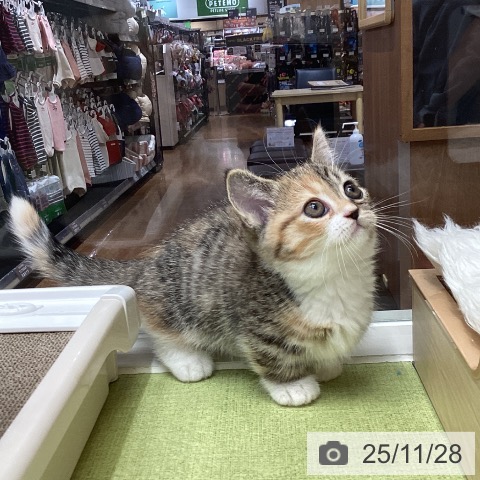 千葉県のマンチカン (ペットプラス 成田店/2025年9月25日生まれ/女の子/ブラウンパッチドタビーホワイト)の子猫の4枚目の画像