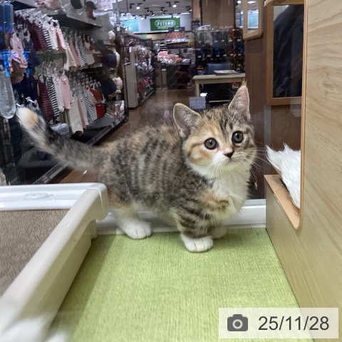 千葉県のマンチカン (ペットプラス 成田店/2025年9月25日生まれ/女の子/ブラウンパッチドタビーホワイト)の子猫の3枚目の画像