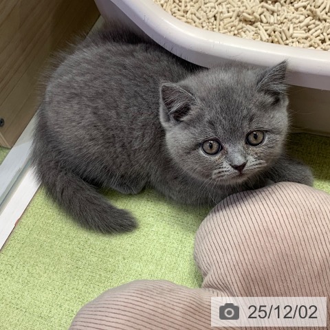 千葉県のブリティッシュショートヘアー (ペットプラス 幕張新都心店/2025年9月25日生まれ/女の子/ブルー)の子猫の4枚目の画像