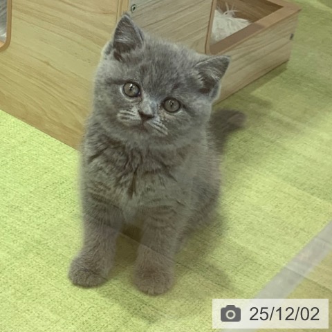 千葉県のブリティッシュショートヘアー (ペットプラス 幕張新都心店/2025年9月25日生まれ/女の子/ブルー)の子猫の3枚目の画像