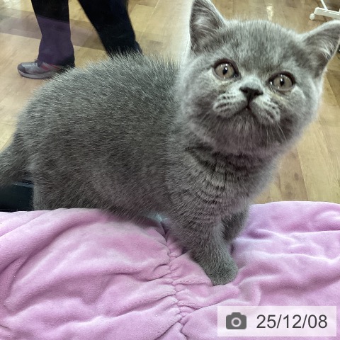 茨城県のブリティッシュショートヘアー (ペッツワン 阿見店/2025年9月25日生まれ/女の子/ブルー)の子猫の4枚目の画像