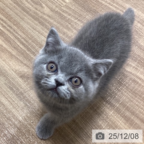 茨城県のブリティッシュショートヘアー (ペッツワン 阿見店/2025年9月25日生まれ/女の子/ブルー)の子猫の3枚目の画像