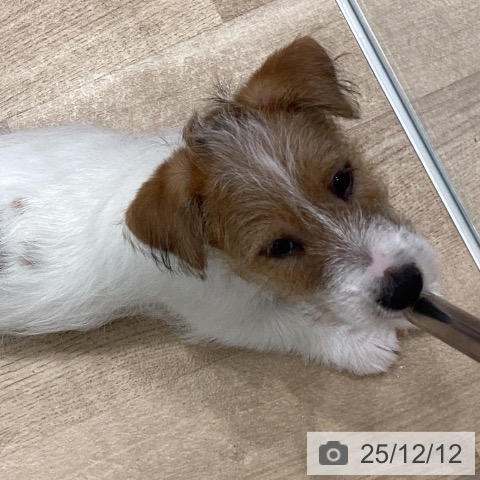 宮城県のジャックラッセルテリア (ペットプラス 名取店/2025年9月26日生まれ/男の子/ホワイトタン)の子犬の4枚目の画像