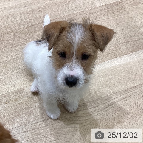 宮城県のジャックラッセルテリア (ペットプラス 名取店/2025年9月26日生まれ/男の子/ホワイトタン)の子犬の3枚目の画像