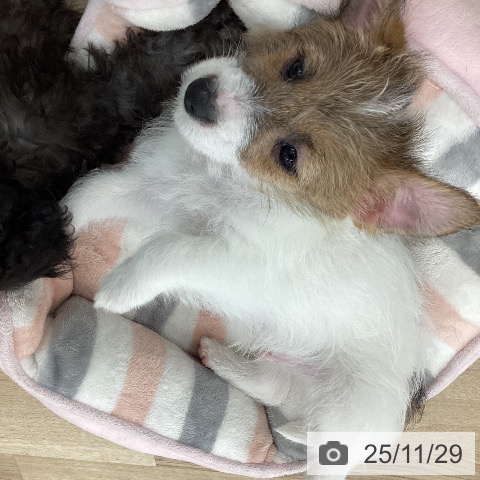 ジャック・ラッセル・テリアの写真