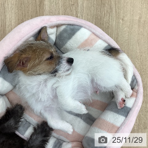 ジャック・ラッセル・テリアの写真